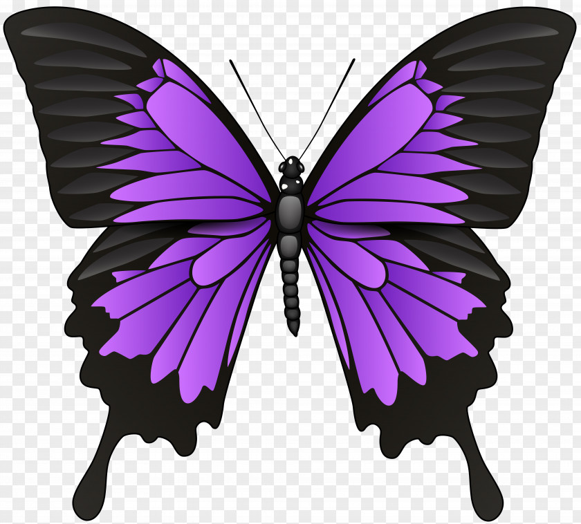 Lilac Flower Butterfly Symbol Stock Photography PNG