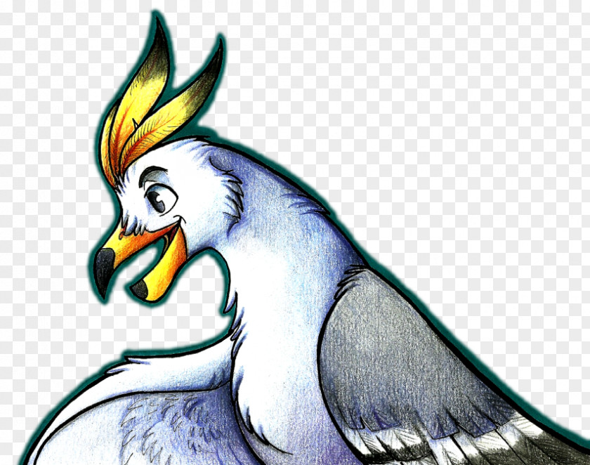 Seagull Feathers Parrot Bird Of Prey Illustration Beak PNG
