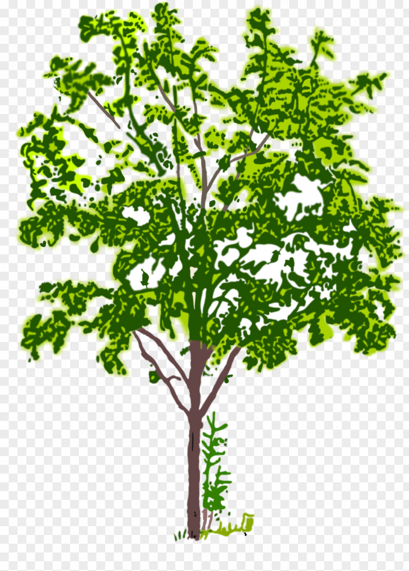 Silhouette Branch Forest PNG