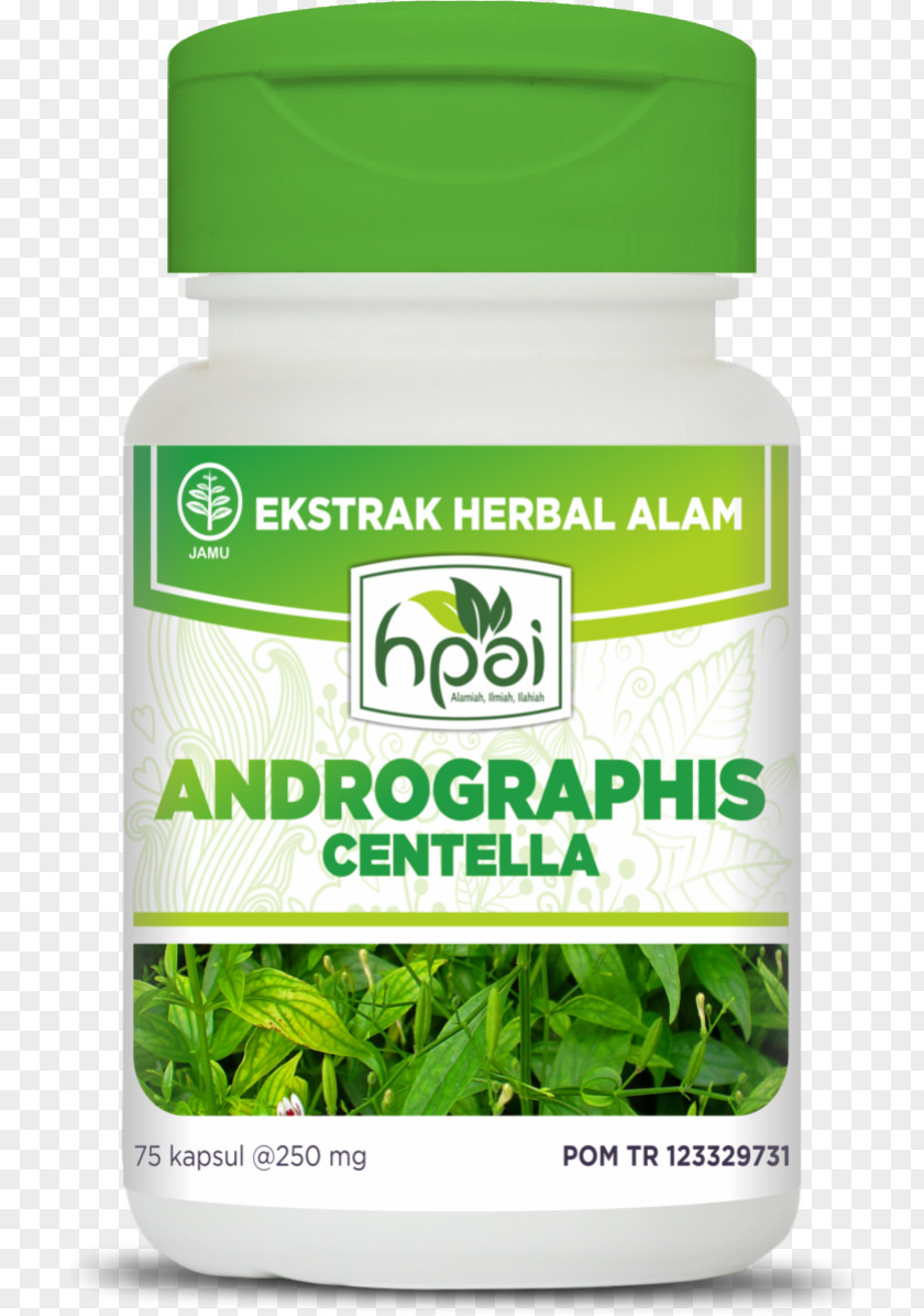 Andrographis Green Chiretta Centella Asiatica Herb Disease Jamu PNG