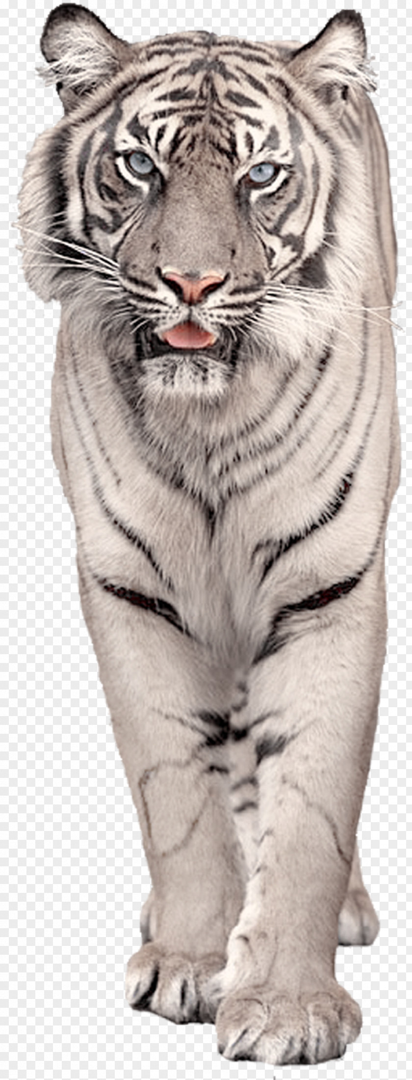Animals White Tiger Clip Art PNG