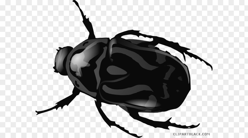 Beetle Clip Art Openclipart Drawing Graphics PNG