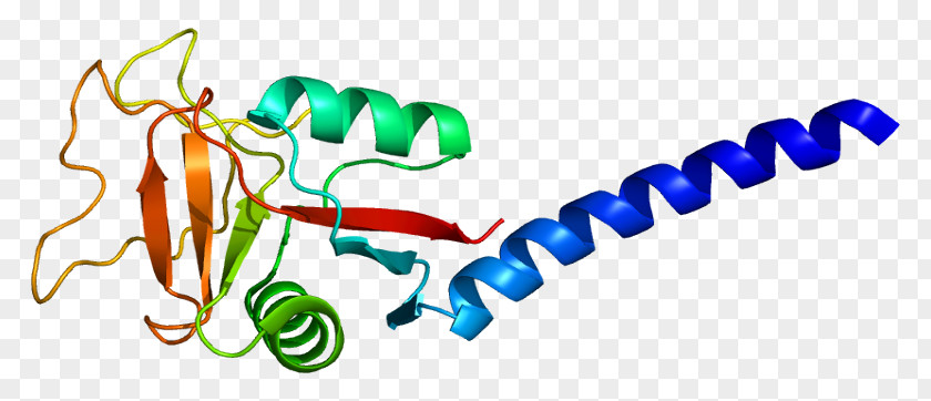 CLEC3B Protein Ensembl Gene C-type Lectin PNG