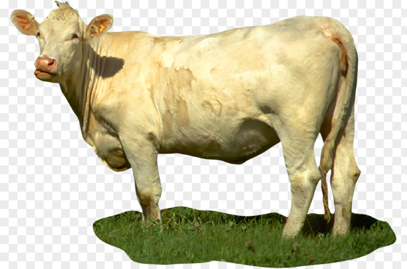 Cow Calf Dairy Cattle Taurine Bull PNG