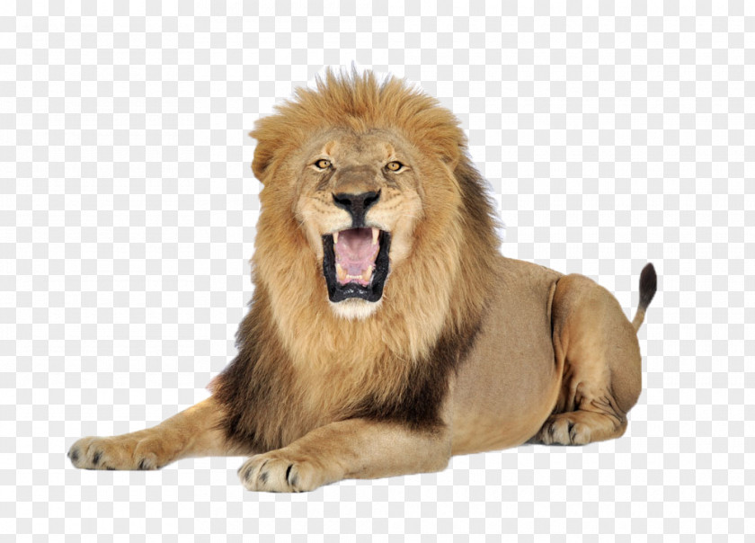 A Lion Icon PNG