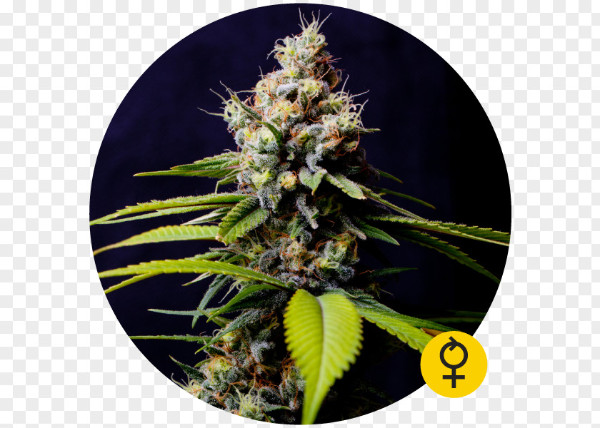 Blueberry Dry Autoflowering Cannabis Seed Bank Ruderalis PNG
