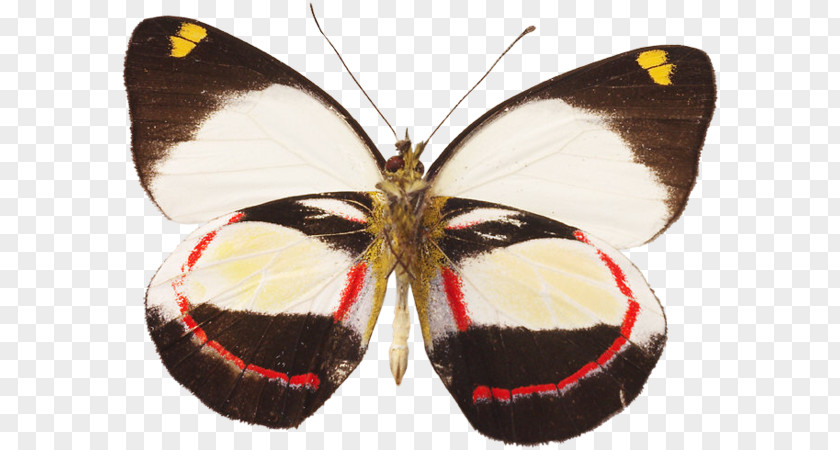 Butterfly Brush-footed Butterflies Pieridae Moth PNG
