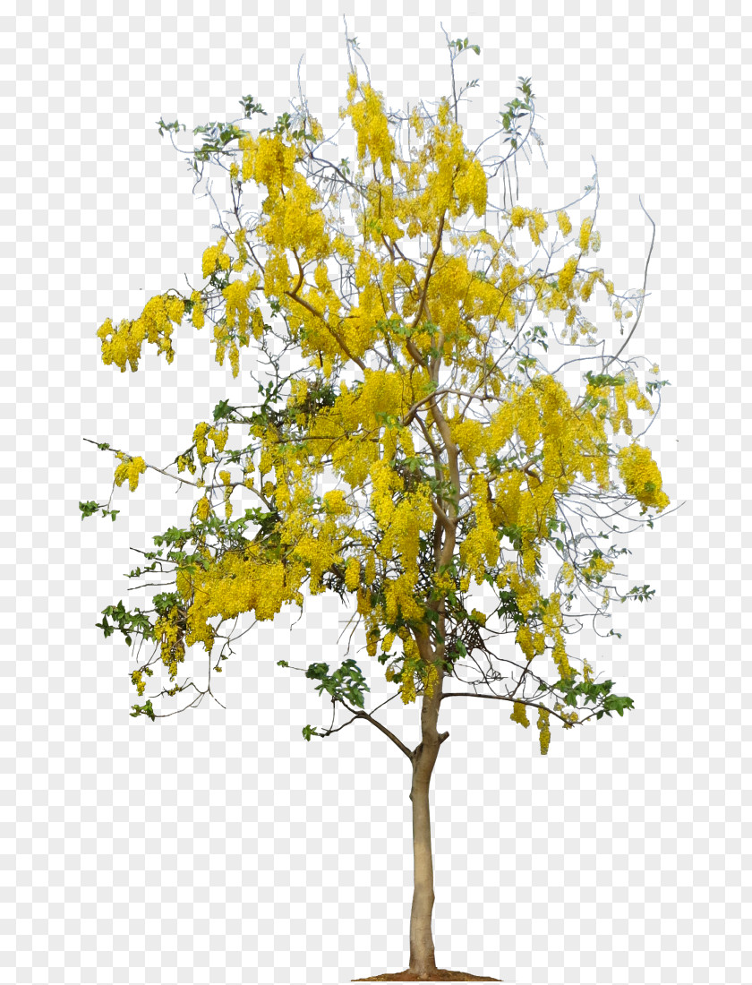 Cassia Seed Cerbera Manghas Golden Shower Tree Twig Plant PNG
