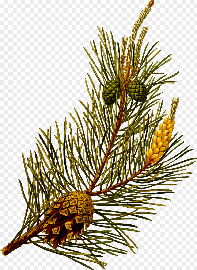 Pine Scots Pinus Contorta Botany Botanical Illustration Evergreen PNG