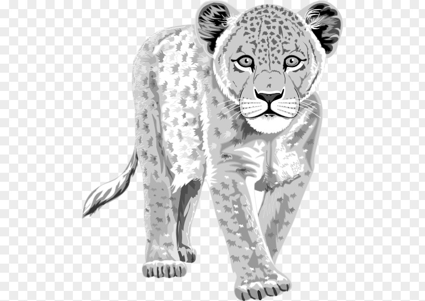 Snow Leopard Cliparts The Tiger Clip Art PNG