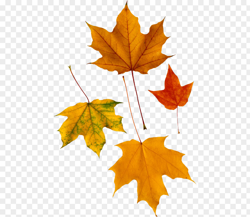 Autumn Clip Art Image Resolution Computer File PNG