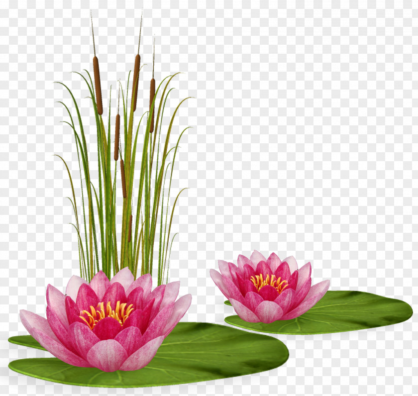 Lotus Floral Design Blog Nymphaea Nelumbo Painting PNG