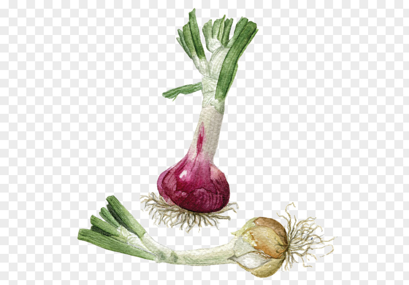 Onion Turnip Radish Beetroot PNG