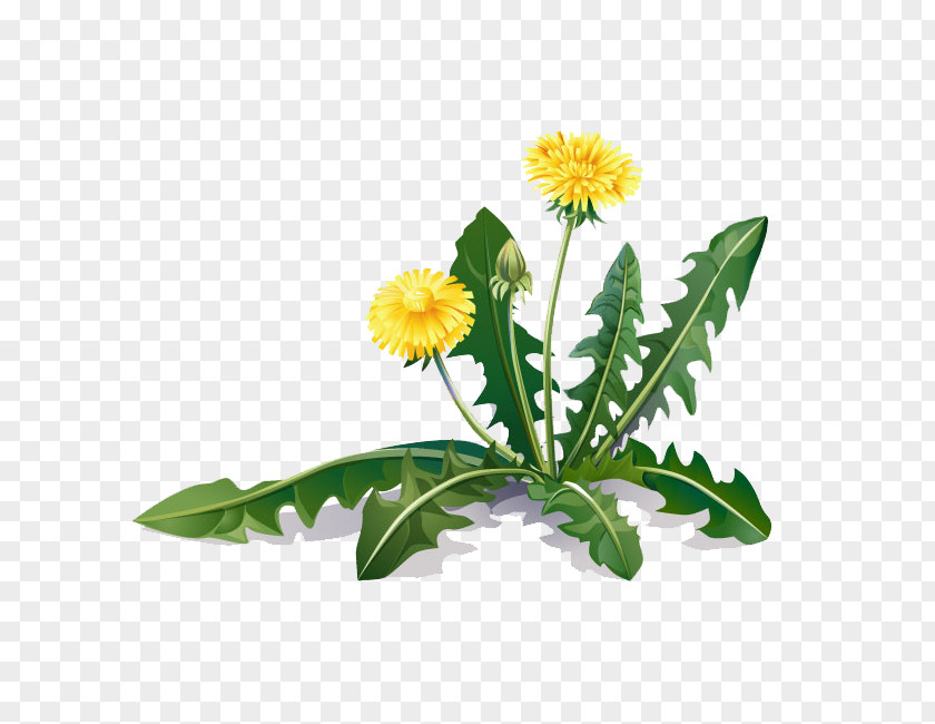 Plants Common Dandelion Medicinal Root Coltsfoot PNG