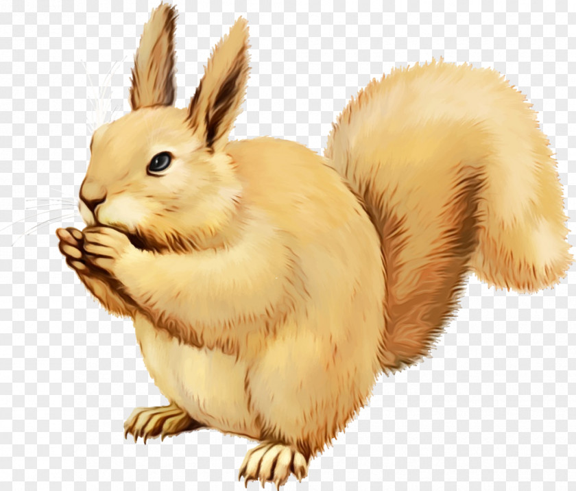 Tail Eurasian Red Squirrel Rabbit Domestic Rabbits And Hares Hare PNG