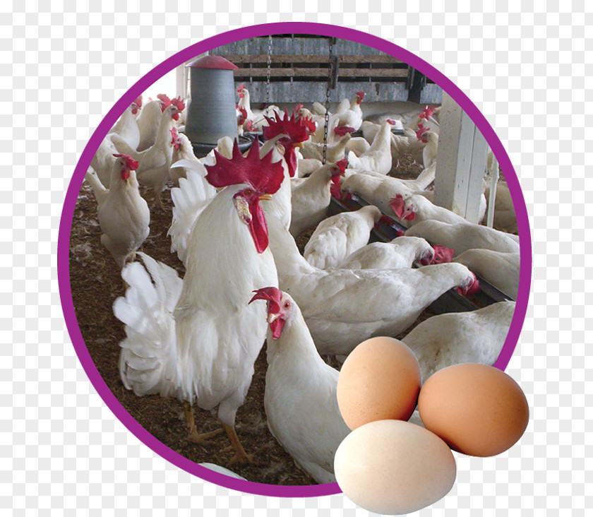 Chicken Poultry Egypt Agriculture Price PNG