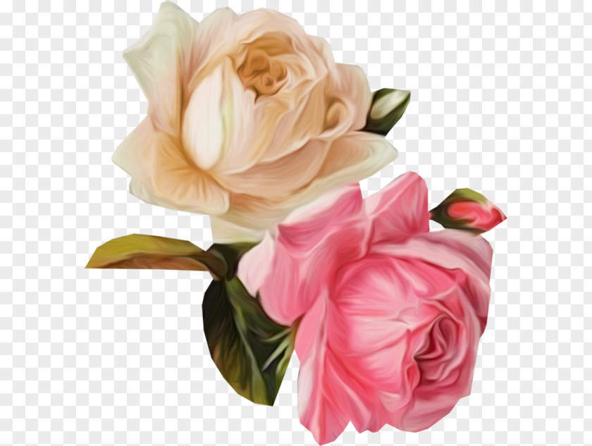 Flower Garden Roses Cut Flowers Floral Design Cabbage Rose PNG
