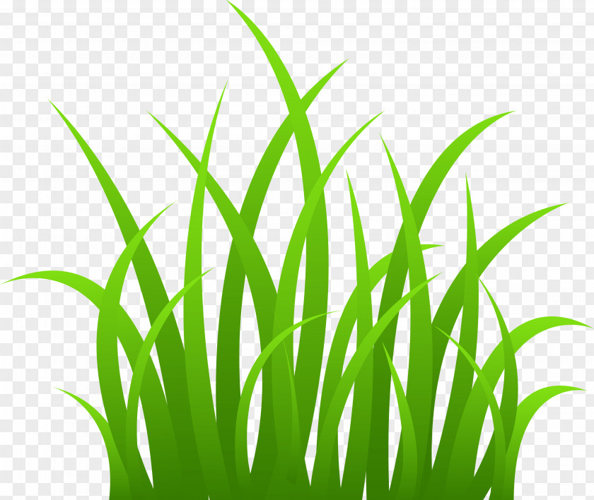 Grass Image Green Picture Grasses Clip Art PNG