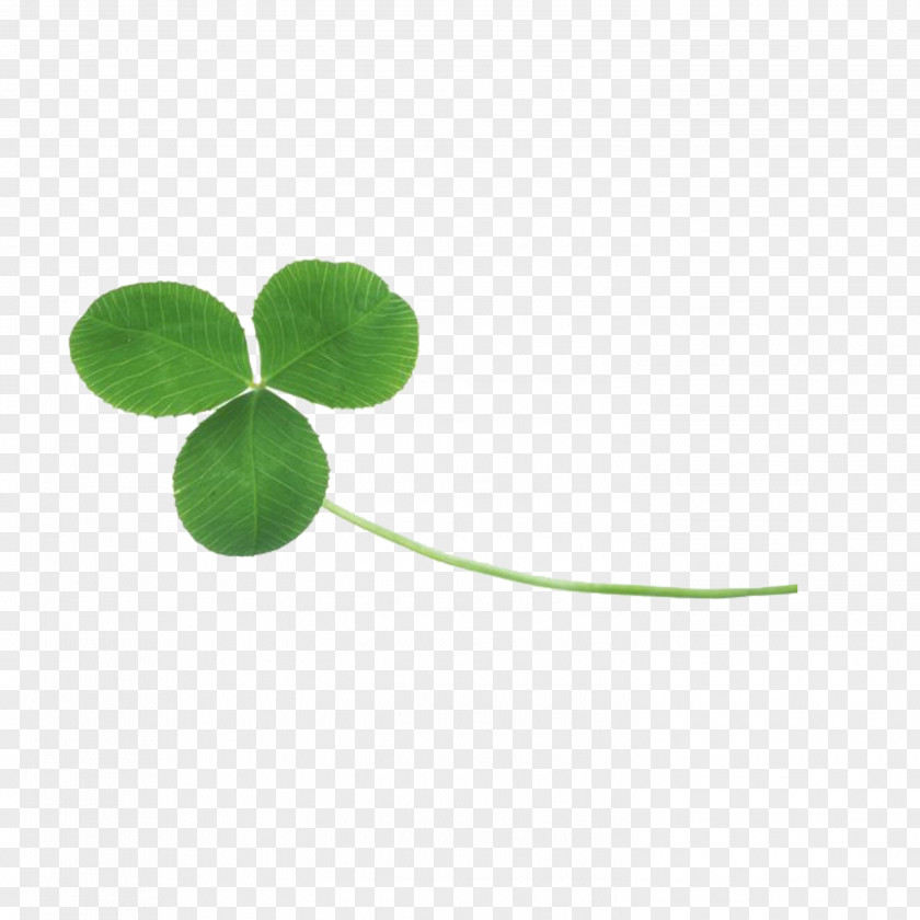 Grass Shamrock Four-leaf Clover Pattern PNG