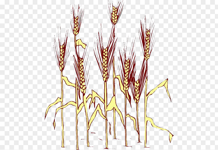 Rice Grasses Euclidean Vector PNG