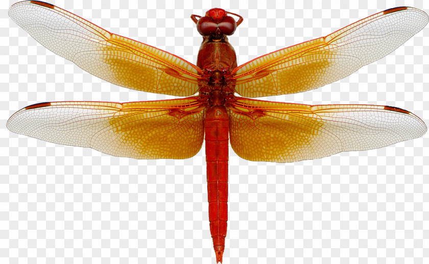 Dragonfly A Flame Skimmer Animal Magic Poems Clip Art PNG