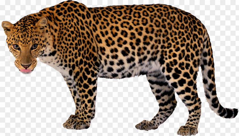 Leopard Jaguar Cheetah Clip Art PNG