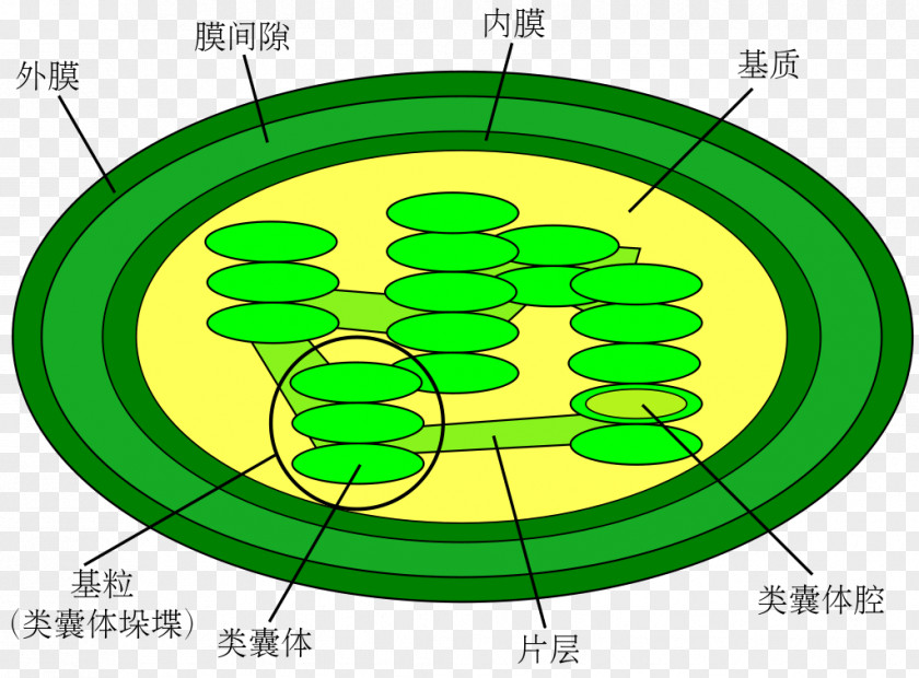 Plant Chloroplast Diagram Cell Thylakoid Light-dependent Reactions PNG
