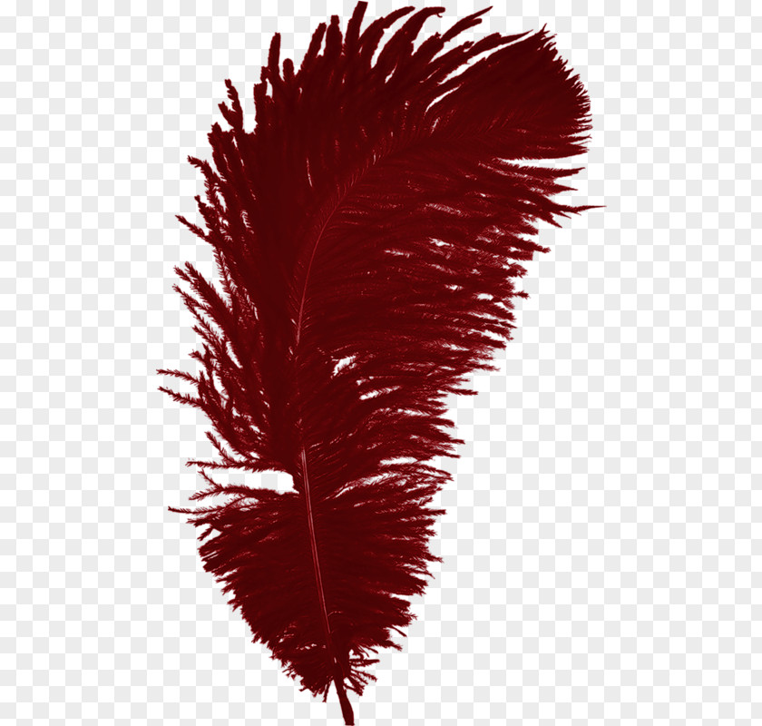 Red Feather Bird PNG