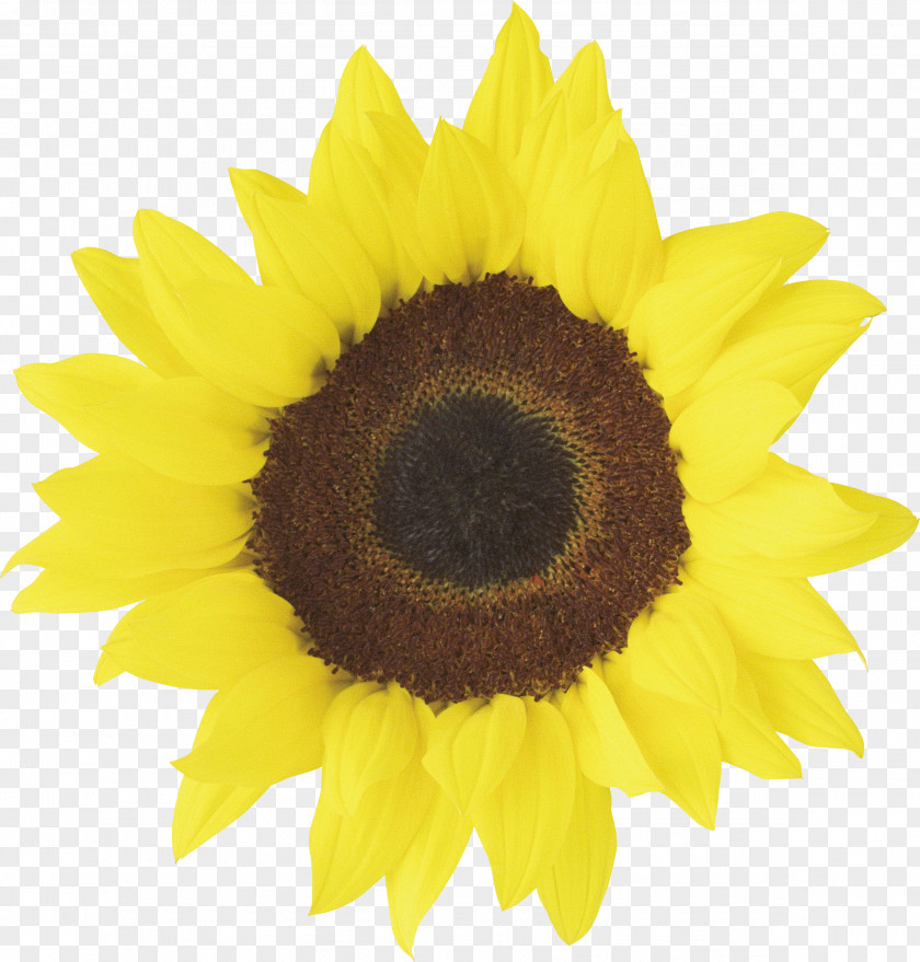 Sunflower Common Red Clip Art PNG
