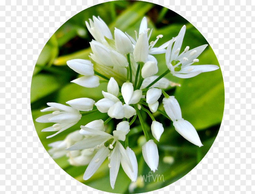 The Atmosphere Was Strewn With Flowers Ramsons PNG
