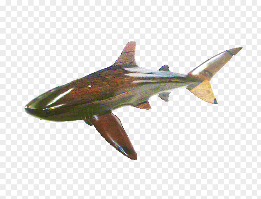 Whale Shark Squaliform Sharks Blacktip Bull Cetacea PNG