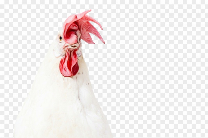 White Chicken Rooster Bird Poultry PNG