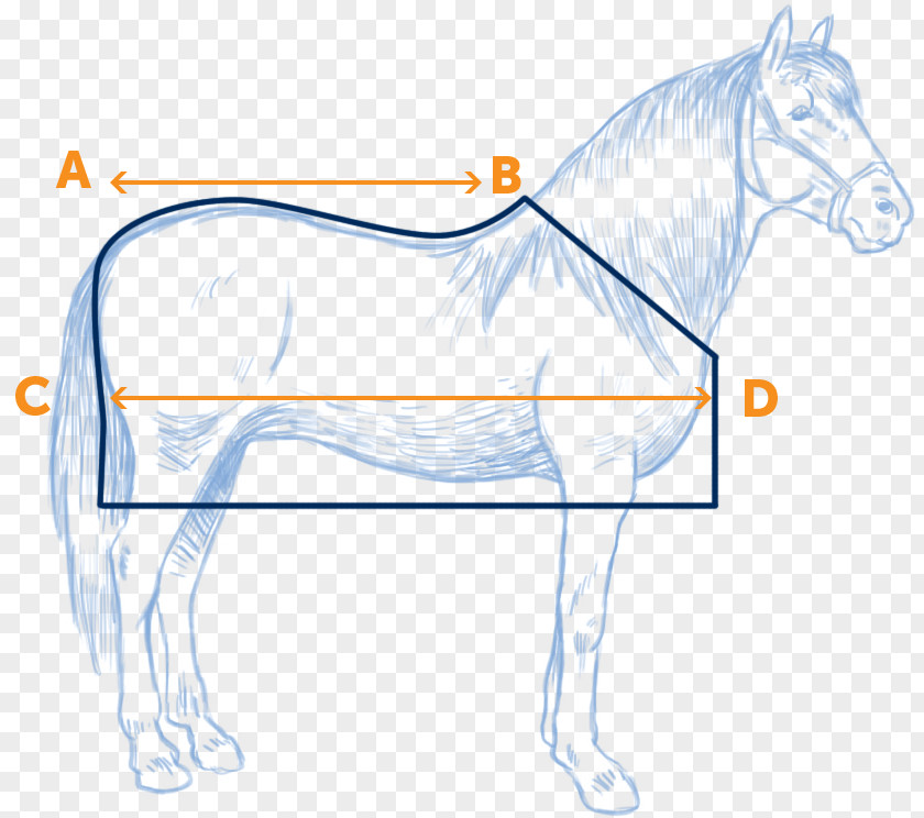 Blanket Sizes Chart Pony H.R. Fisken And Sons Mustang Halter Equestrian PNG