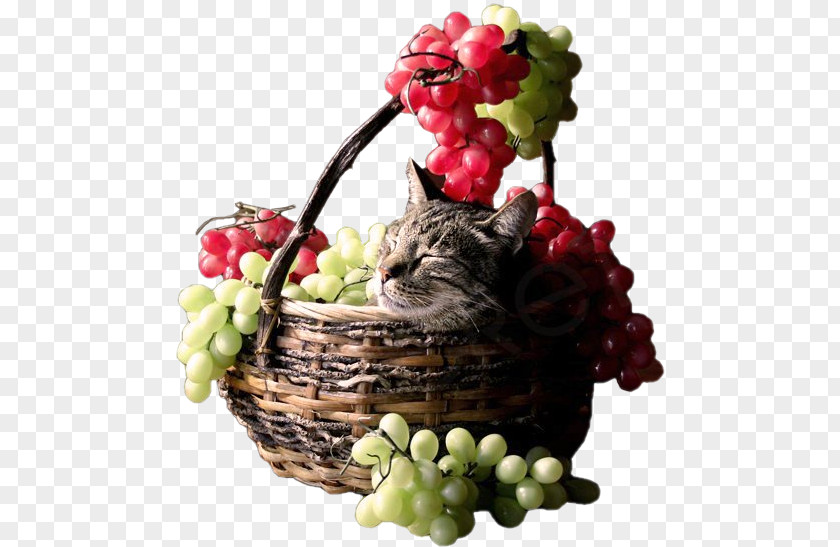 Fruit In Kind Les Accommodements Raisonnables Cat The Strawberry Basket PNG