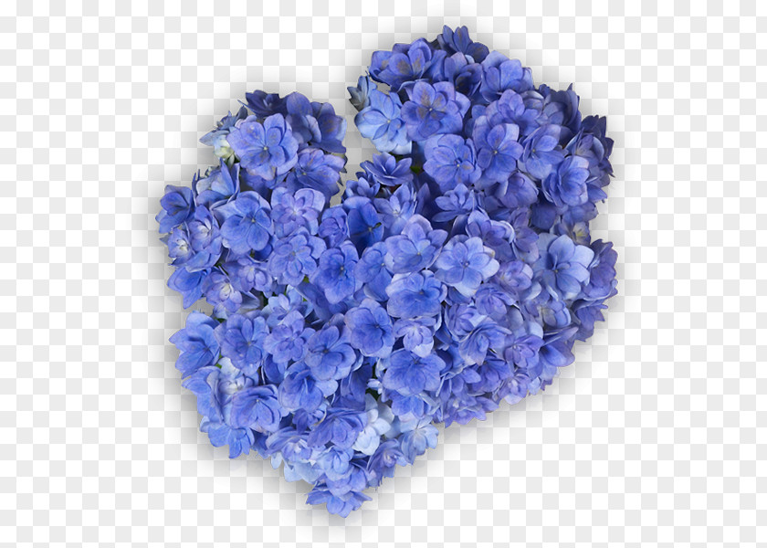 Hortensia Hydrangea Cut Flowers Ornamental Plant Lavender Violet PNG