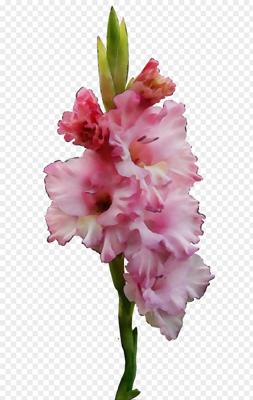 Iris Family Cut Flowers Flower Flowering Plant Pink Gladiolus PNG