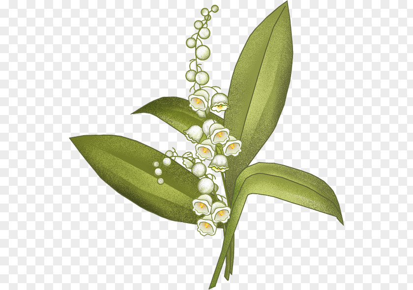 Lily Of The Valley Arum-lily Flower Blog PNG