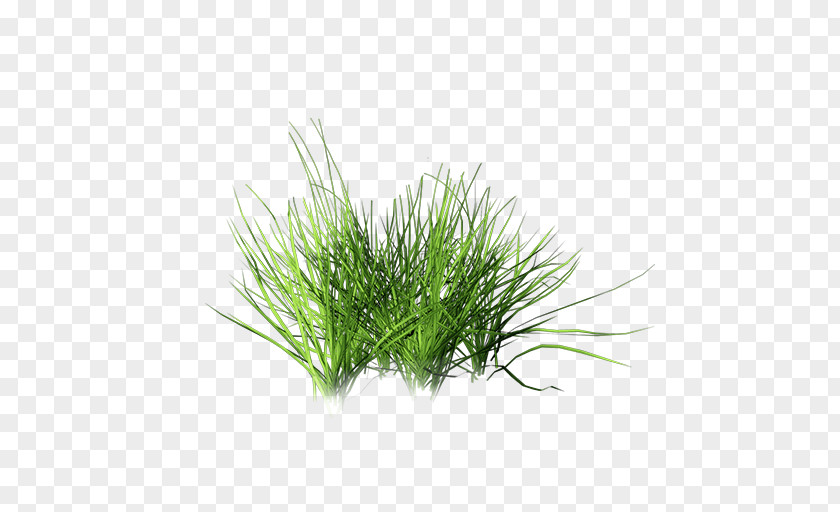 Plant Lawn Clip Art PNG