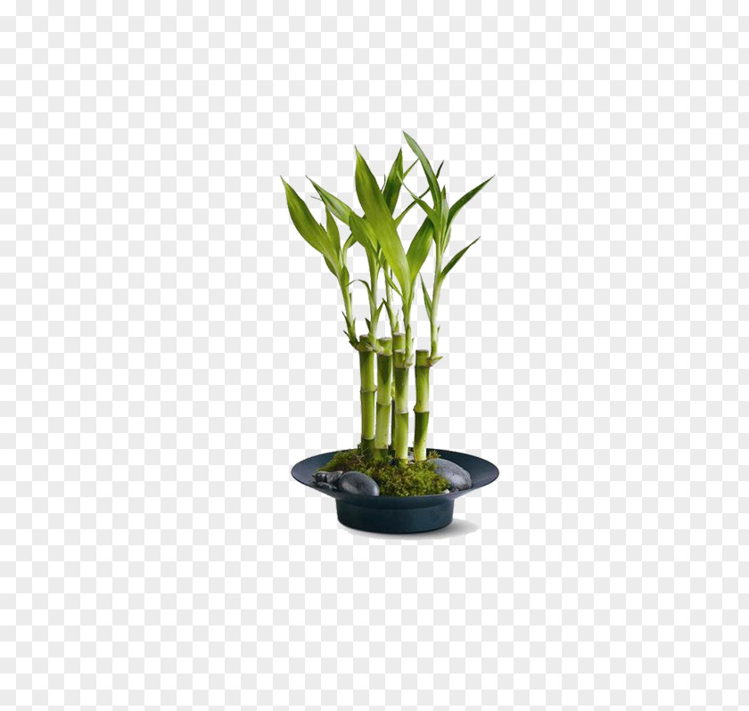 Plant Lucky Bamboo Tropical Woody Bamboos Houseplant Garden PNG