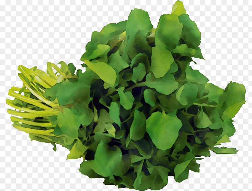 Vegetable Herb Green Leaf Flower Plant Grass PNG