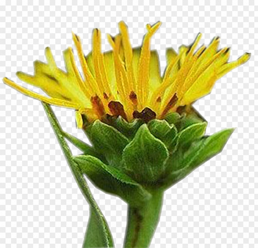 Dandelion Golden Samphire Blanket Flowers Safflower English Marigold PNG