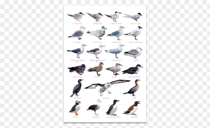 Duck Seabirds, An Identification Guide Water Bird PNG