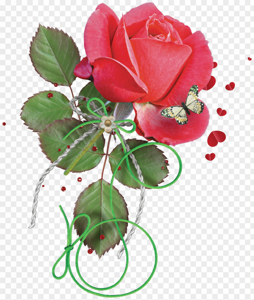 Gif Flower Centifolia Roses Garden PNG