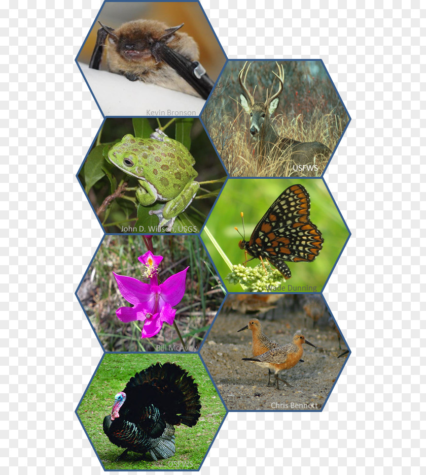 Nature Conservation Conservation-reliant Species Wildlife Endangered PNG