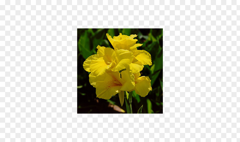 Plant Narrow-leaved Sundrops Edible Canna 'Yellow King Humbert' Bulb PNG
