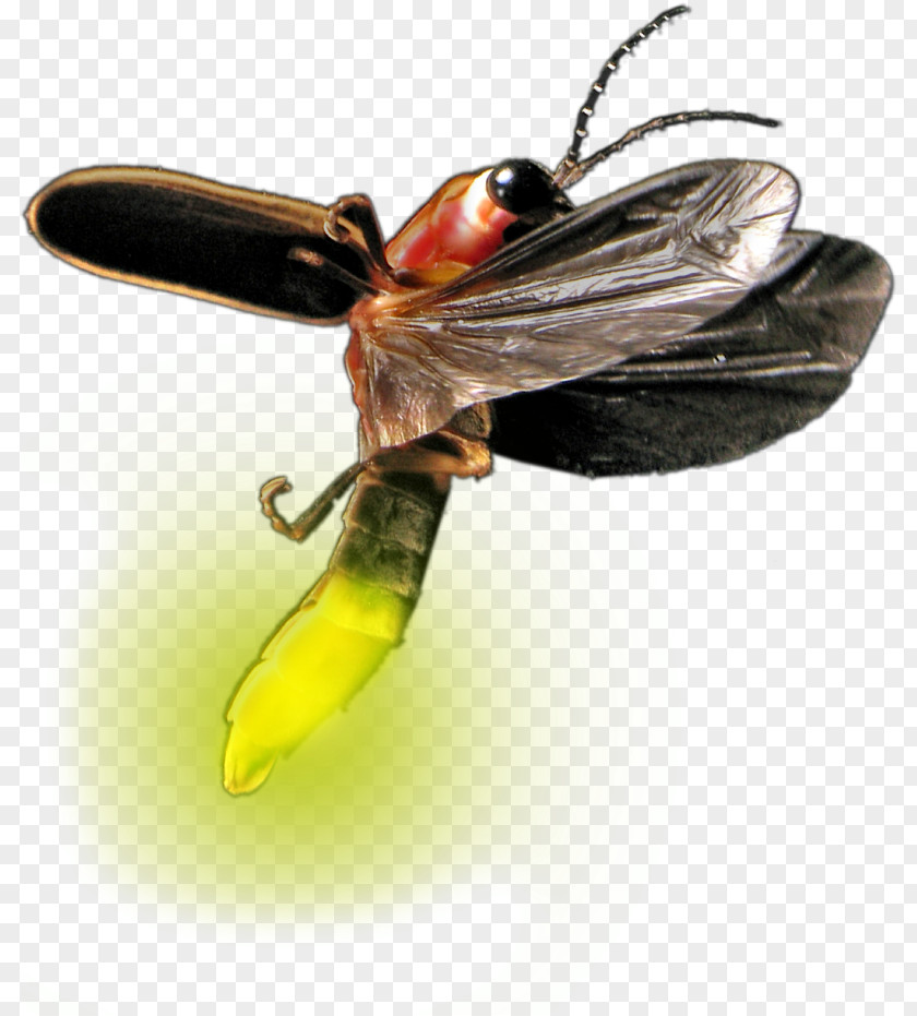 Blowflies Hornet Bee Background PNG