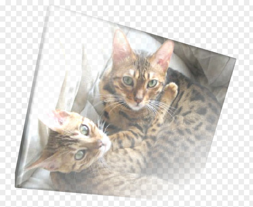 Ear Mites Bengal Cat Toyger Tabby Whiskers Fauna PNG
