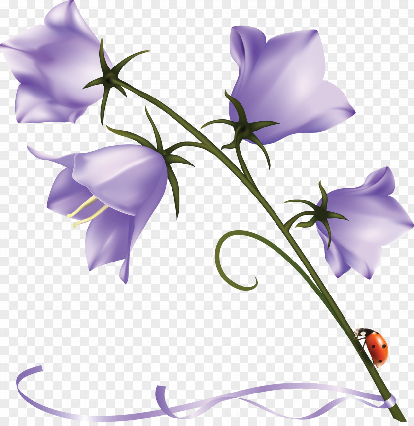 Flower Clipart Purple Harebell Clip Art Bellflower Family Desktop Wallpaper PNG