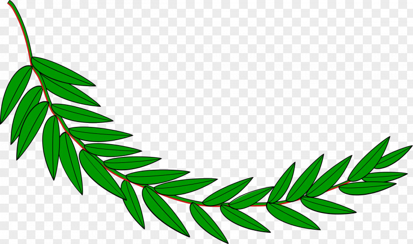 Grasshopper Branch Bay Laurel Clip Art PNG