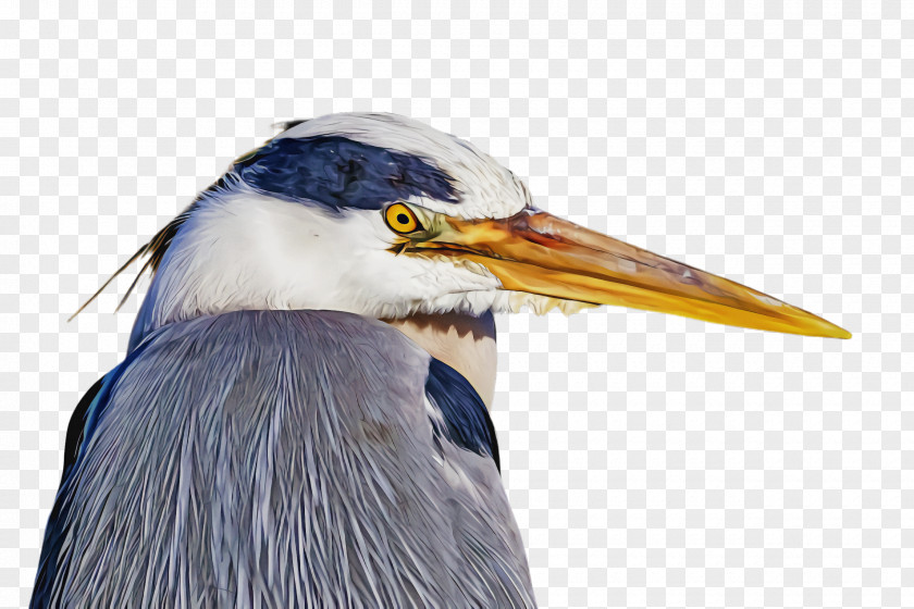 Great Heron Pelecaniformes Bird Beak Blue PNG